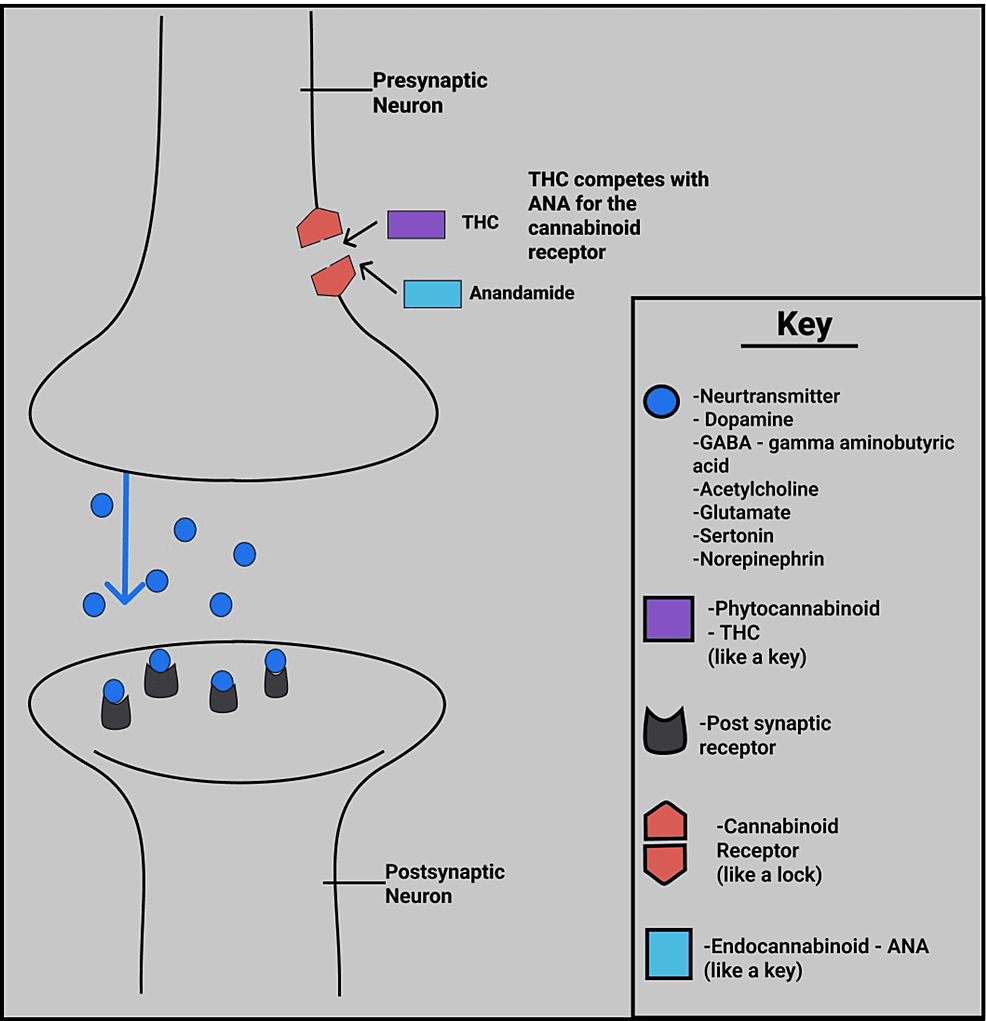 The endocannabinoid system: Essential and mysterious - Harvard Health