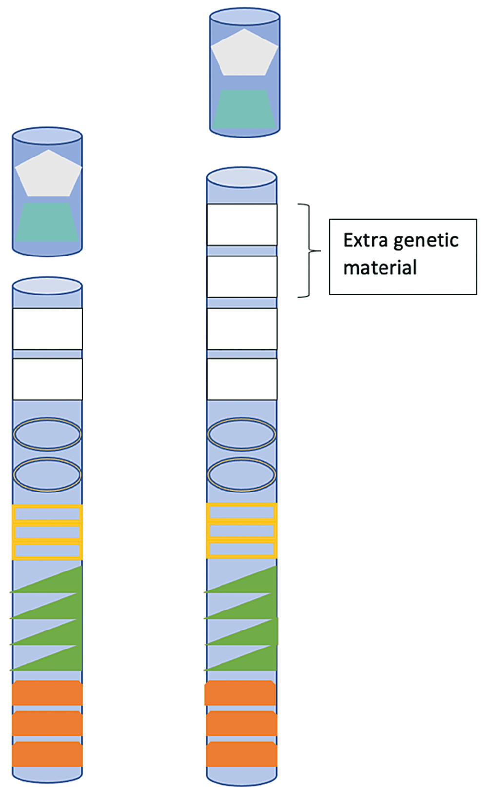 The Linkage Between Autism Spectrum Disorder And Dup15q Syndrome: A ...