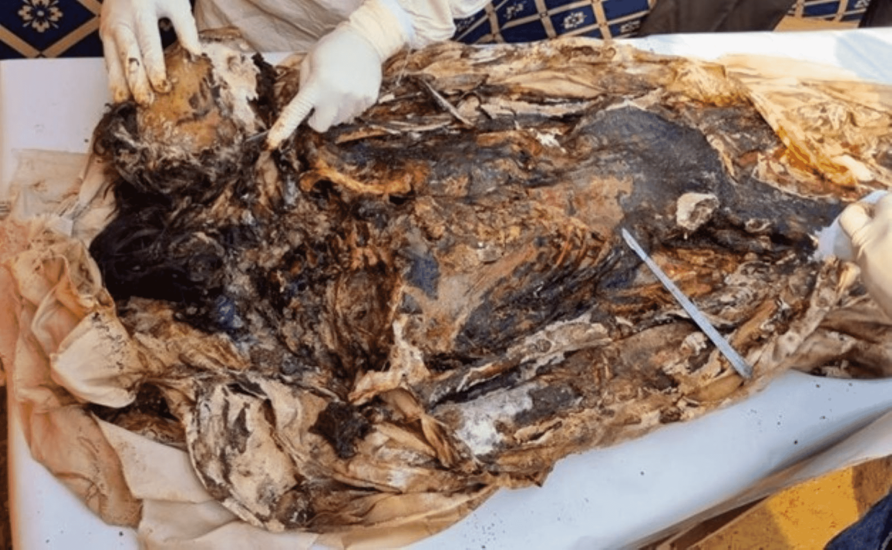 Nasty Surgeons Open Cadavers Full Ep