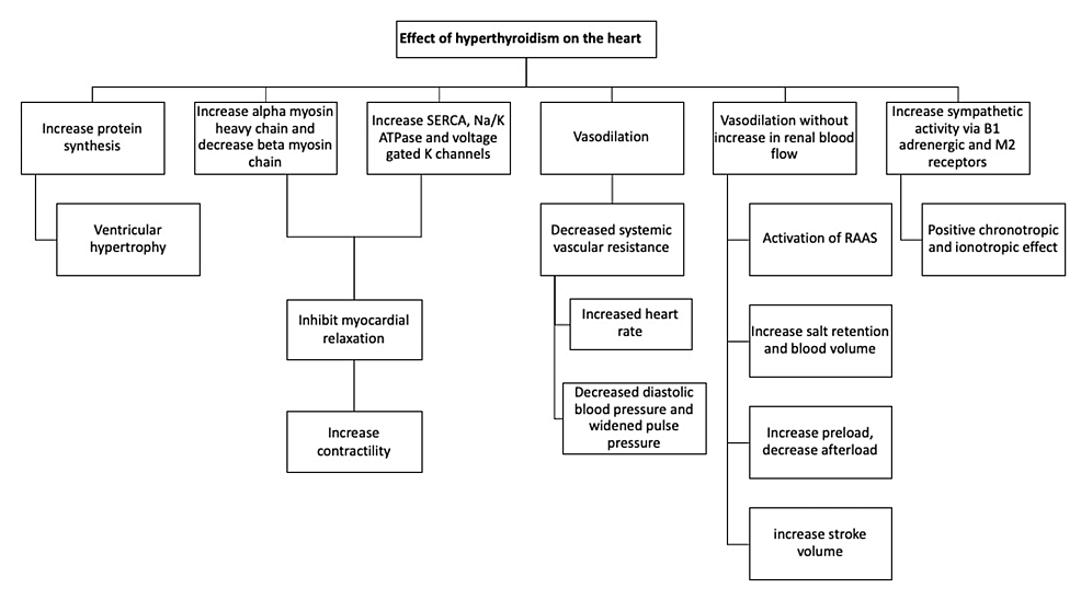 cureus-hyperthyroidism-and-the-risk-of-cardiac-arrhythmias-a