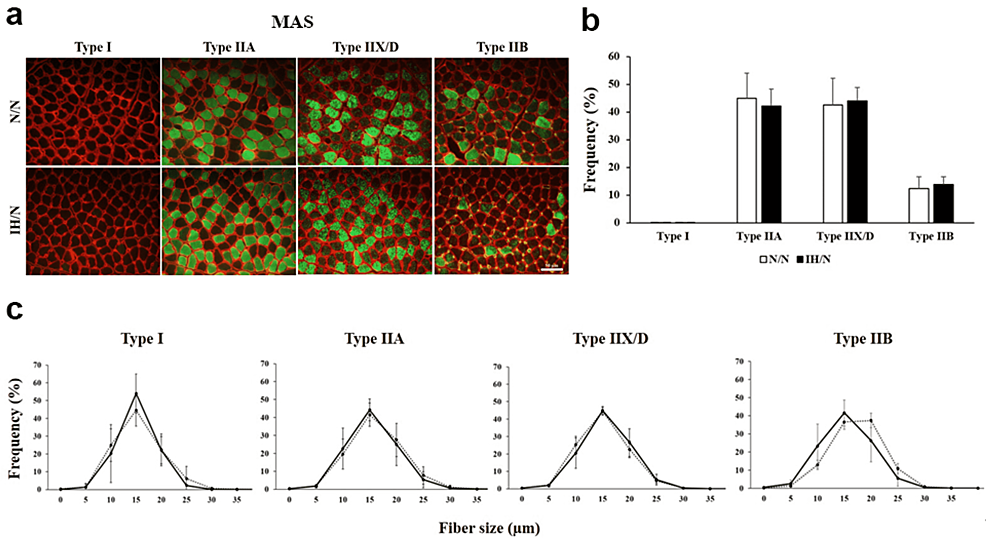 Distribution-pattern-of-muscle-fiber-type-in-the-MAS-muscle-of-gestational-IH-offspring-rats.