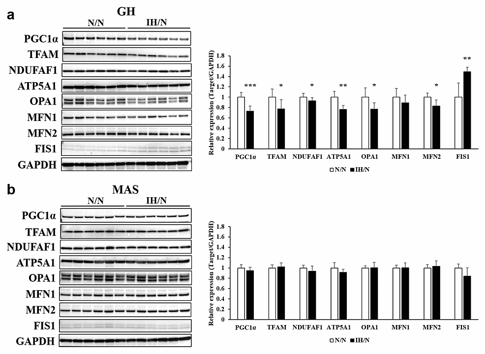 Protein-levels-of-mitochondrial-metabolic-markers-in-the-GH-and-MAS-muscles-of-offspring-rats.
