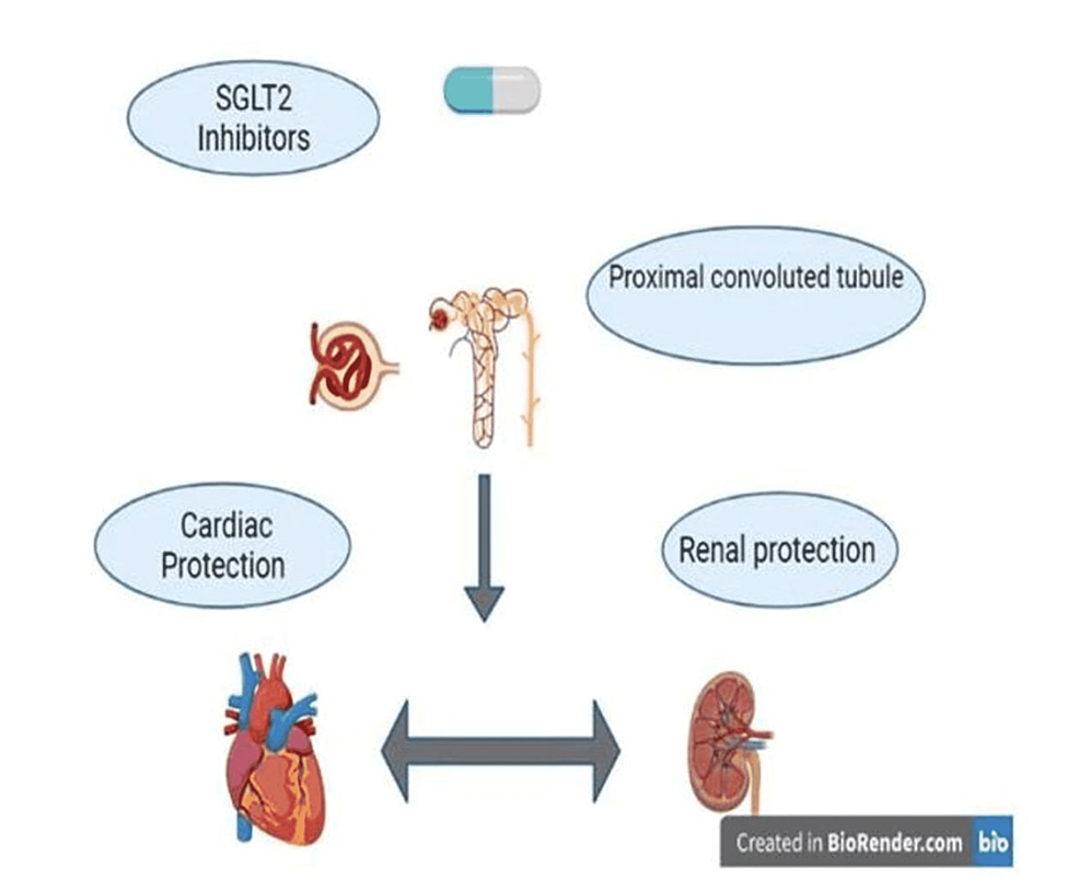 Cureus | A Systematic Review Of Sodium-Glucose Cotransporter 2 (SGLT2 ...