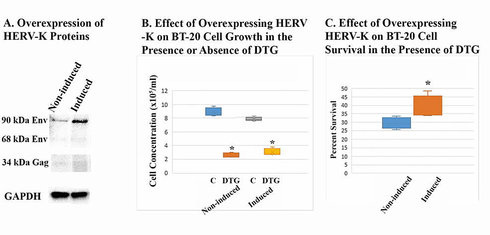 Effect-of-overexpressing-HERV-K-on-DTG-resistance-of-BT-20-cells