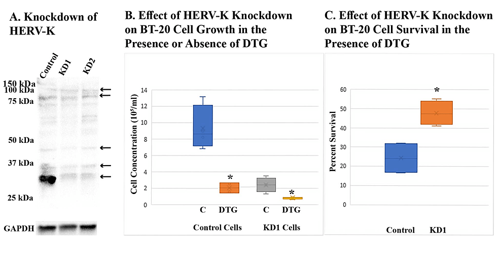 Effect-of-HERV-K-knockdown-on-DTG-resistance-of-BT-20-cells