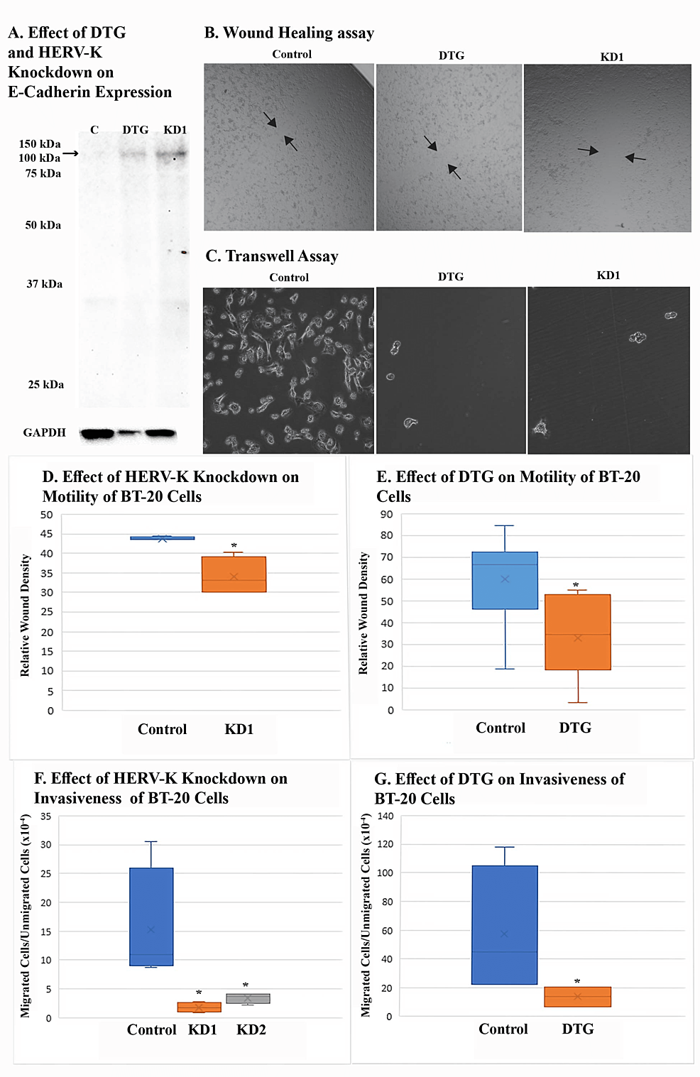 Effect-of-DTG-on-the-motility-and-invasiveness-of-BT-20-cells-as-compared-with-HERV-K-knockdown