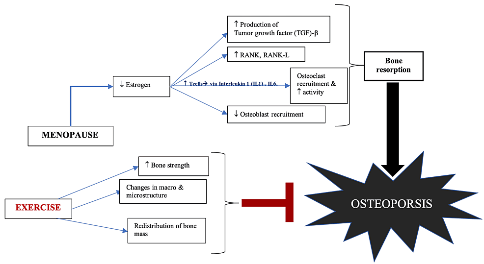 Pathophysiology-of-osteoporosis-and-the-effects-of-exercise-on-the-bone