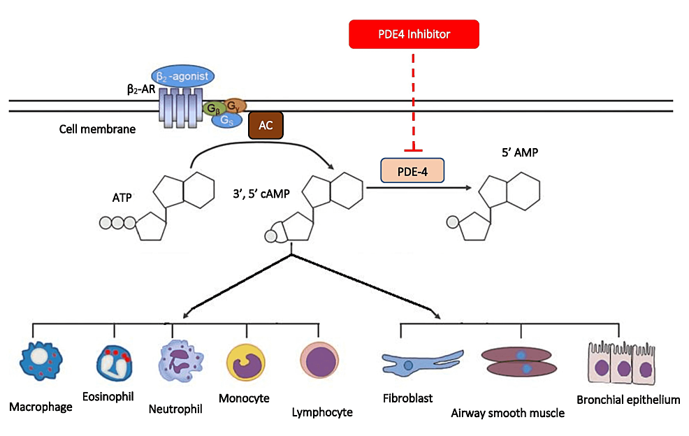 Mechanism-of-action-of-selective-PDE4-inhibitors.
