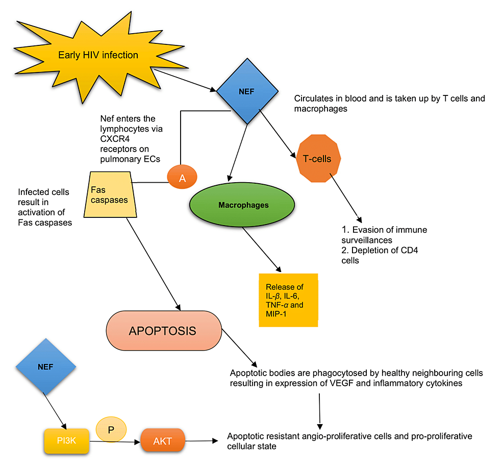 The-role-of-Nef-protein-in-the-pathogenesis-of-HIV-PAH