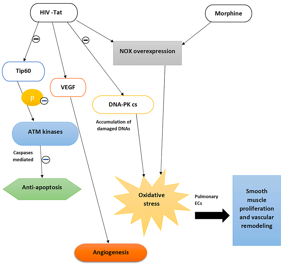 The-effect-of-HIV-Tat-protein-and-morphine-on-the-pulmonary-vasculature