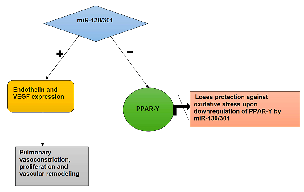 The-role-of-mi-RNA-on-vascular-remodeling