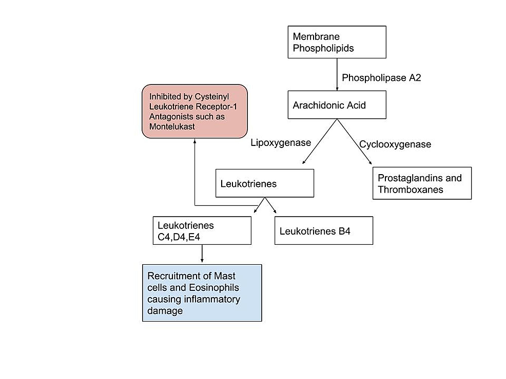 Leukotriene-metabolites-and-their-actions.