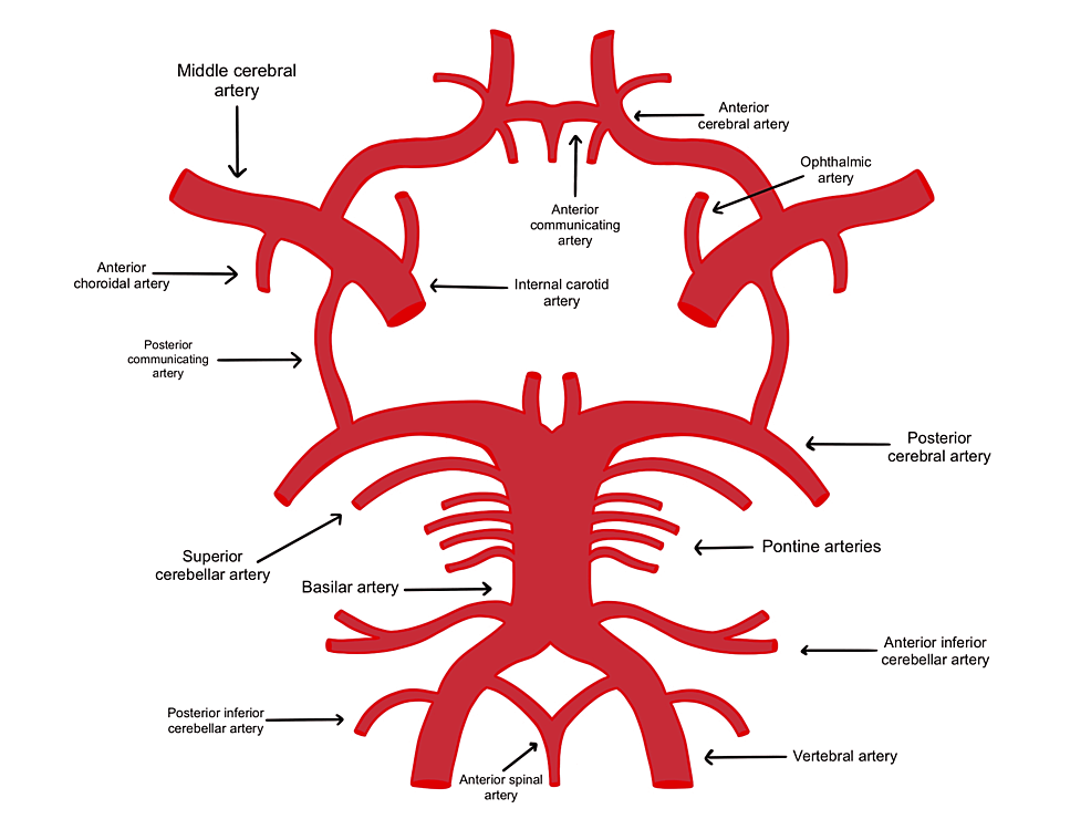 The-circle-of-Willis-forms-an-anastomosis-that-provides-collateral-circulation-in-cases-of-ischemic-events.