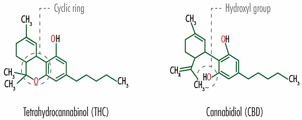 Chemical-structure-of-tetrahydrocannabinol-and-cannabidiol