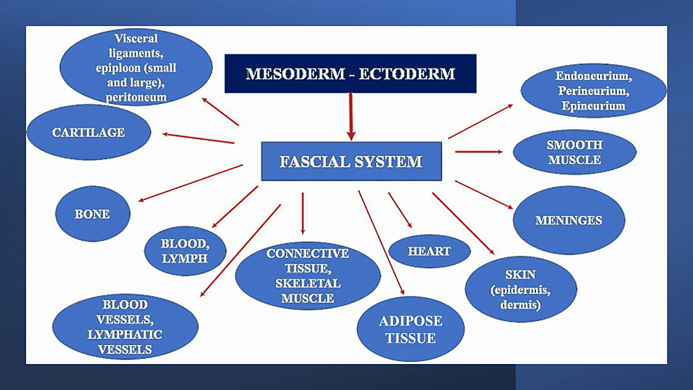 The-figure-illustrates-the-tissues-that-could-be-considered-as-fascial-tissue,-originating-from-the-mesodermal-and-ectodermal-sheets