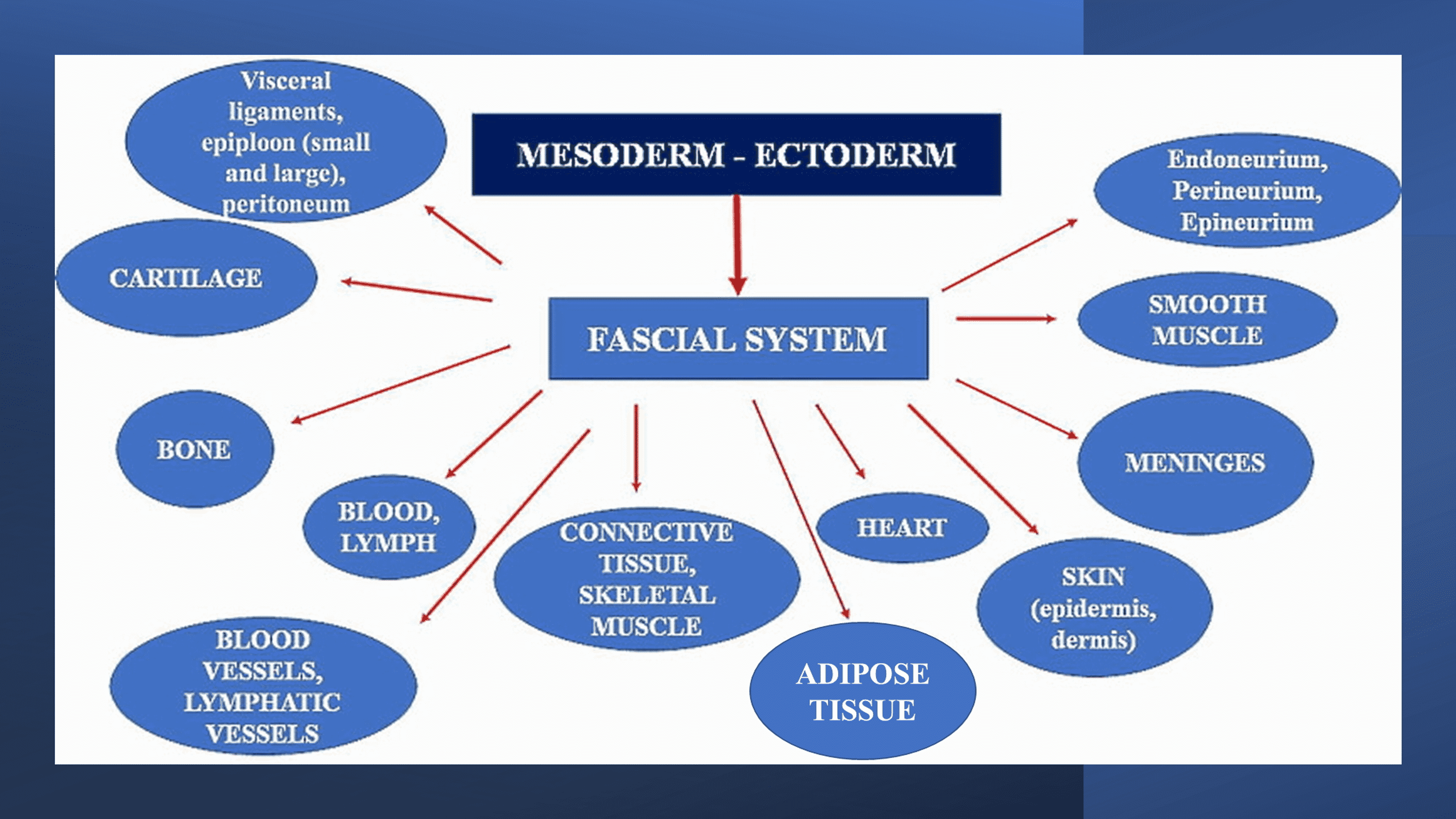 fossato-minuscolo-accumulare-fascia-anatomy-pdf-computer-metropolitana