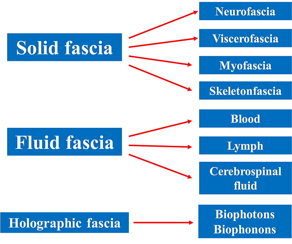 The-subdivision-highlights-the-existence-of-the-holographic-fascia,-compared-to-the-classic-fascial-subdivisions;-in-addition,-the-list-recalls-the-existence-of-different-tissues,-such-as-bone-and-fluid-fascia