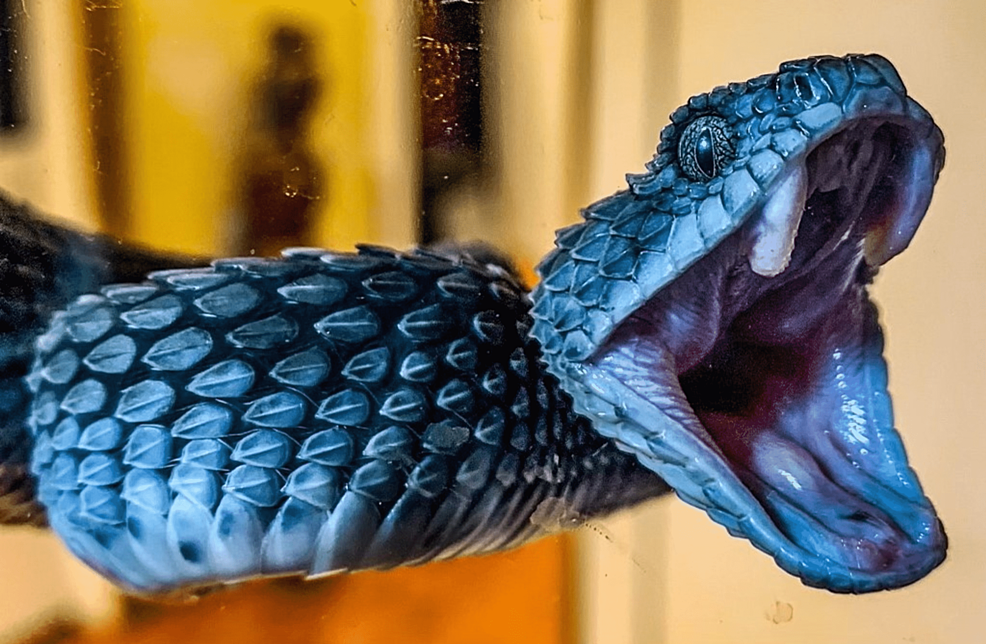 Bush Viper, Atheris squamiger, Native to Eastern Africa