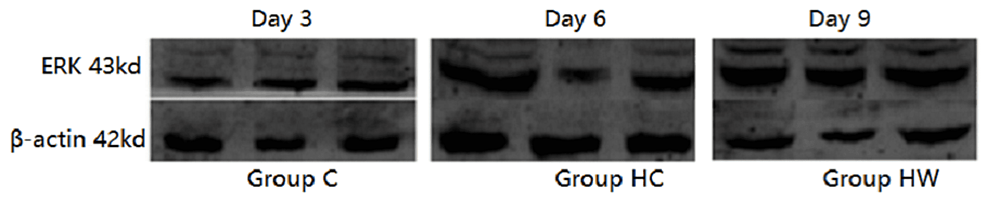 The-results-of-western-blot-imaging-of-ERK-protein-in-granulation-tissue-of-mice-wound-on-the-3rd,-6th,-and-9th-days-of-administration-were-obtained.