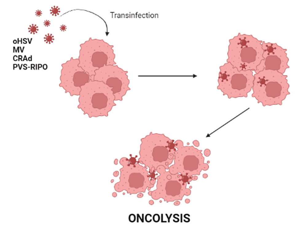 Mechanism-of-action-of-oncolytic-viruses