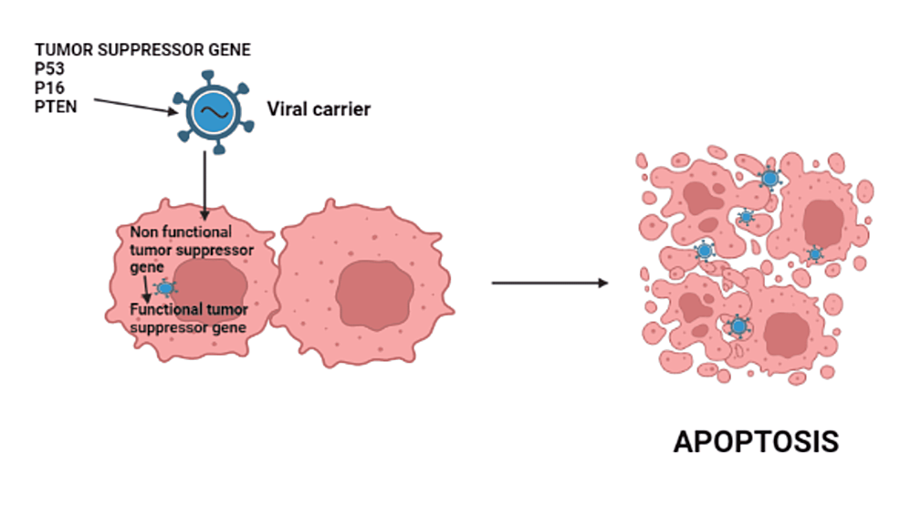 Mechanism-of-action-of-tumor-suppressor-gene-therapy