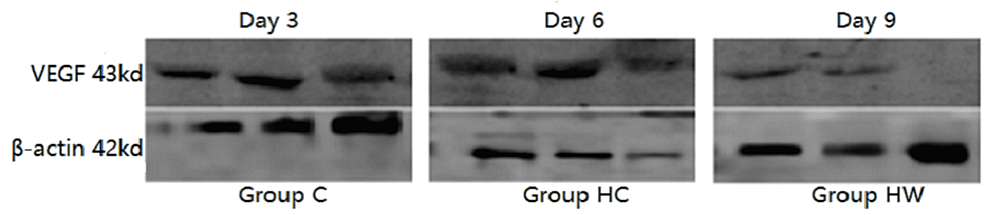 The-results-of-western-blot-imaging-of-VEGF-protein-in-granulation-tissue-of-mice-wound-on-the-3rd,-6th,-and-9th-days-of-administration-were-obtained.