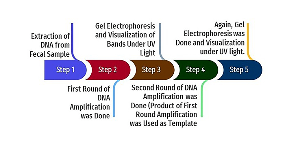 Flowchart-of-nested-PCR