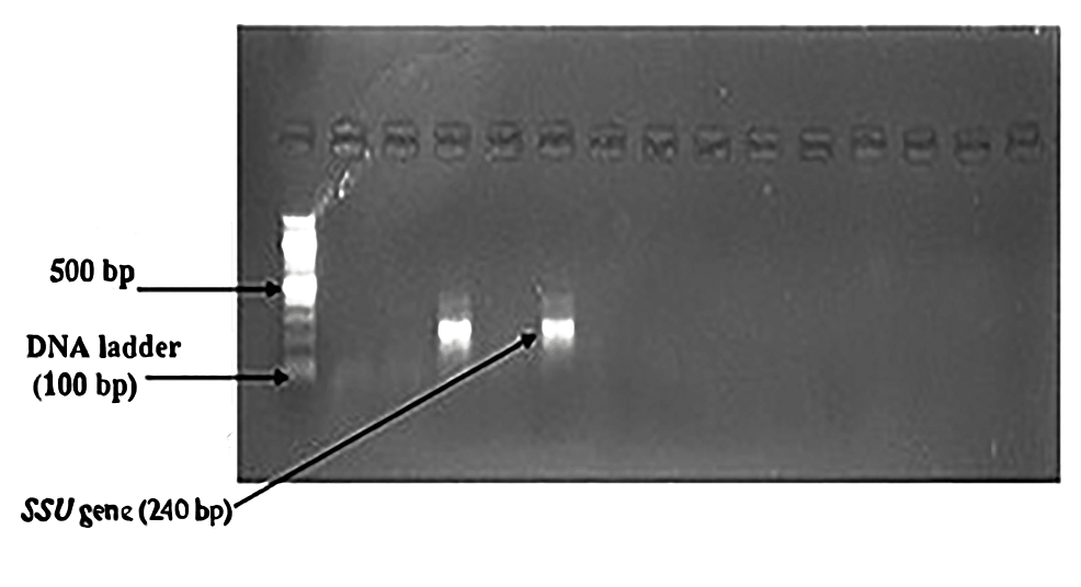 Bands-of-amplified-DNA-of-Cryptosporidium-spp.