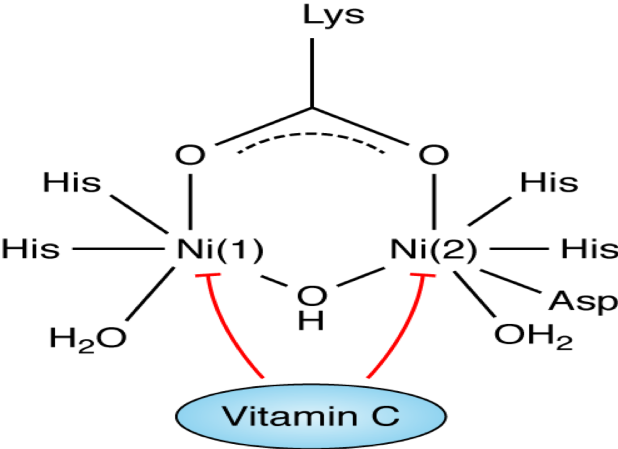 Cureus Vitamin C A Preventative Therapeutic Agent Against Helicobacter Pylori