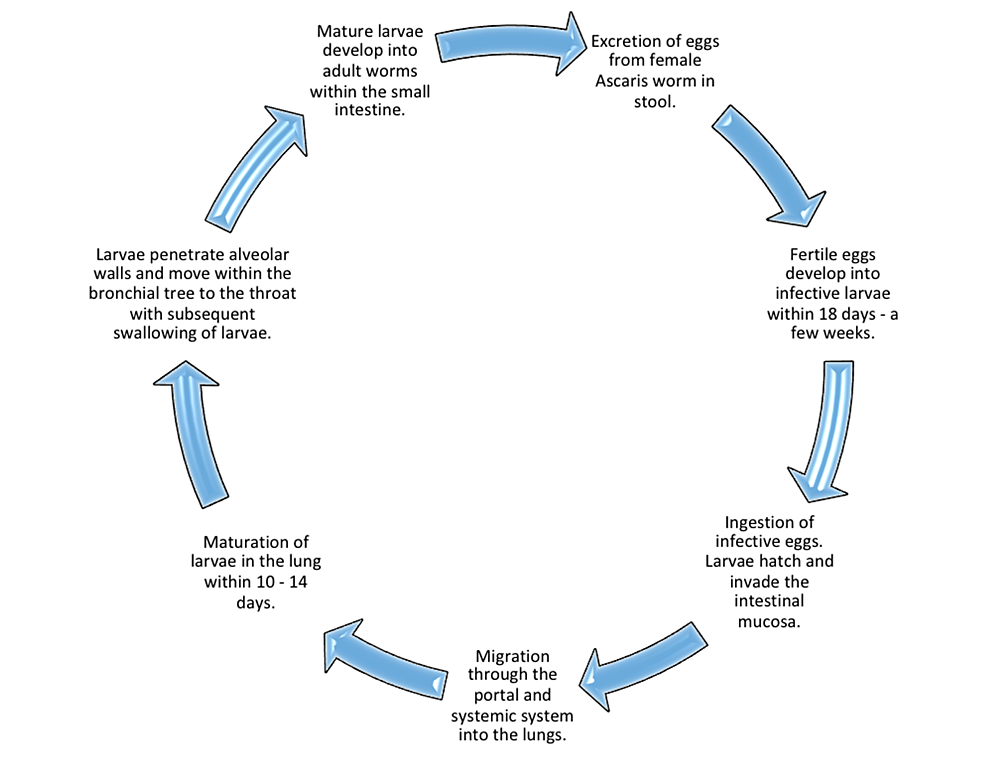 Life-Cycle-of-Ascaris-lumbricoides-(Full-Cycle-Takes-Two-to-Three-Months)