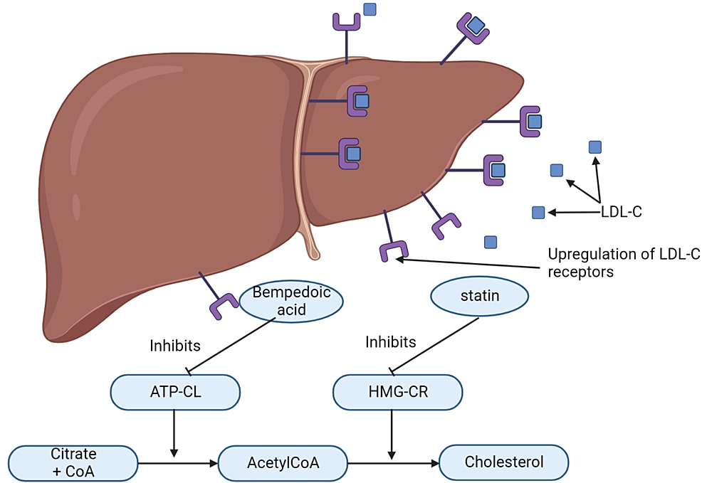 Mechanism-of-action-of-bempedoic-acid-and-statin-in-hepatocytes