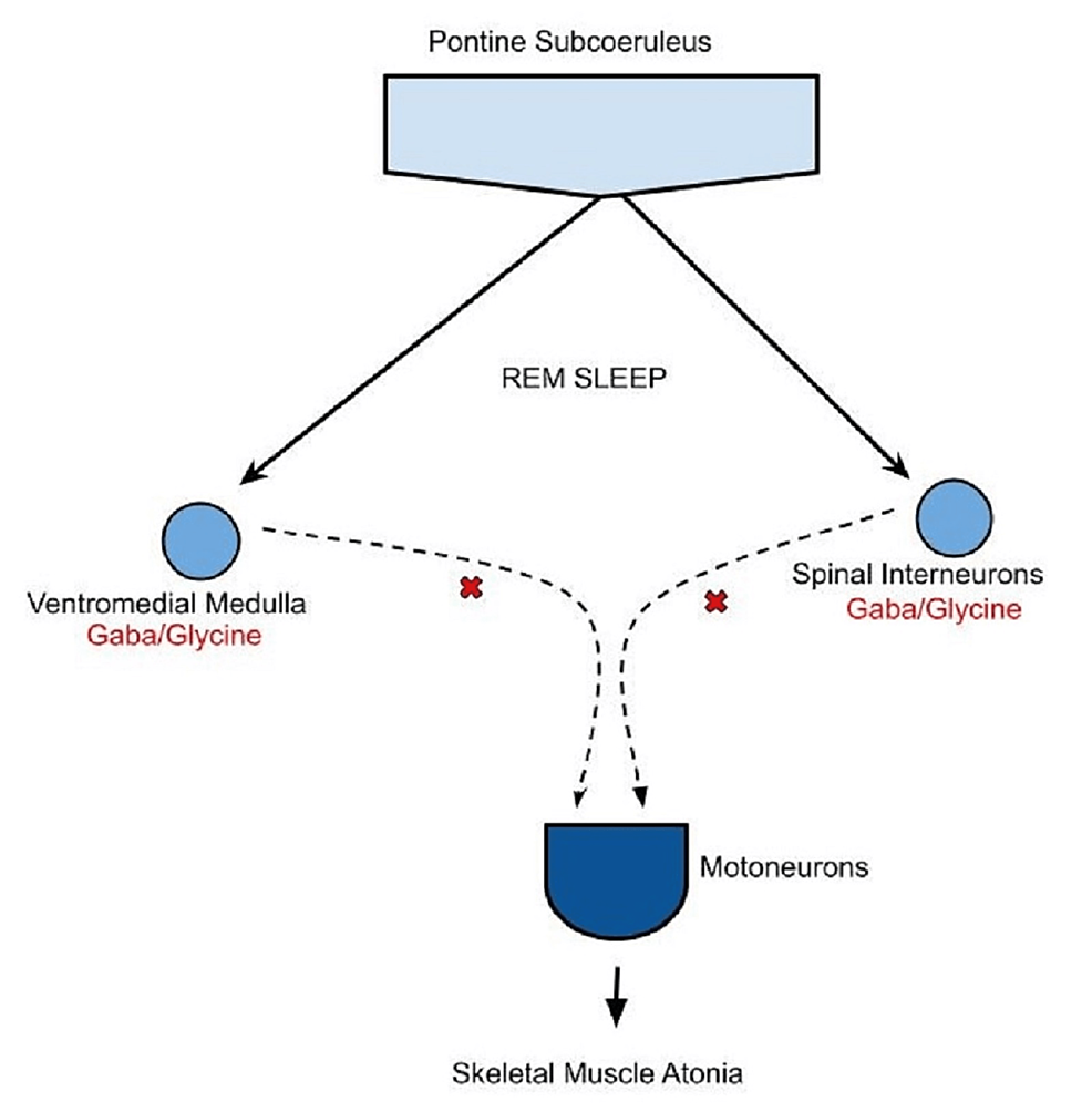 Daytime OSA Therapy: Intraoral Neuromuscular Electrical Stimulation and its  Mechanism of Action 