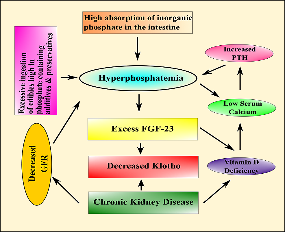 Schematic-presentation-of-the-effects-of-phosphate-toxicity-on-the-renal-system.