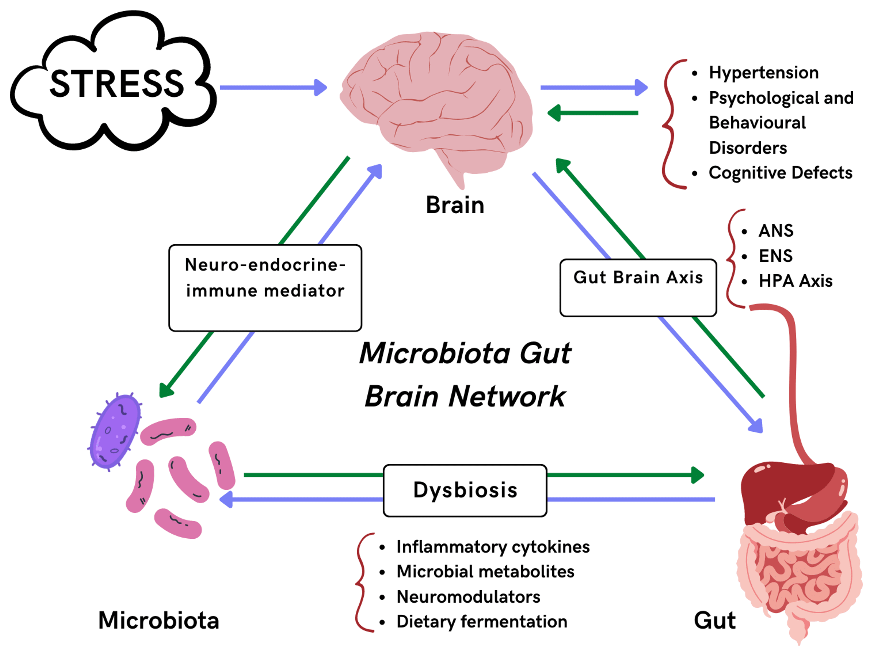 Cureus | Analyzing the Complicated Connection Between Intestinal ...