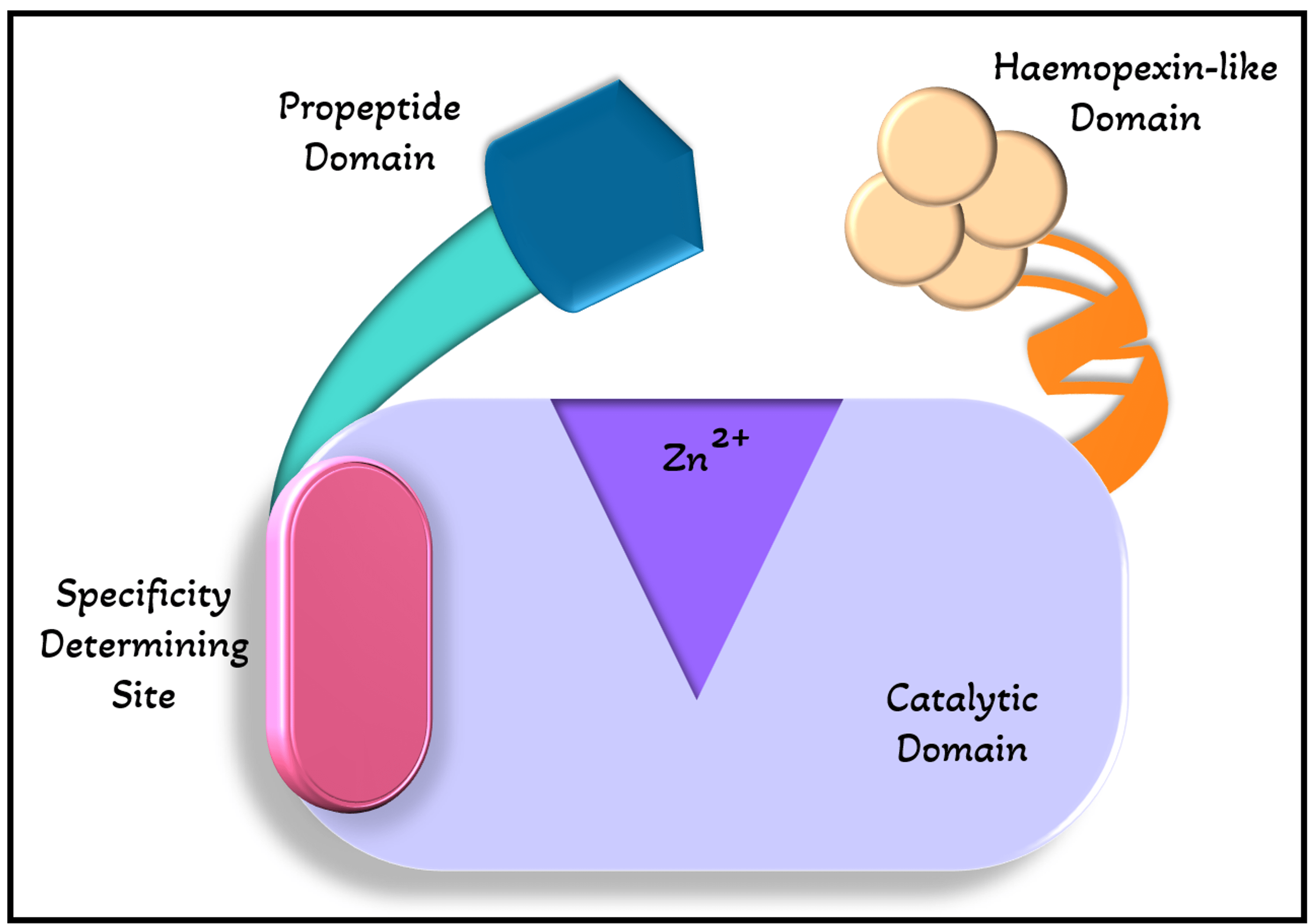 Cureus Dentin Matrix Metalloproteinases A Futuristic Approach Toward