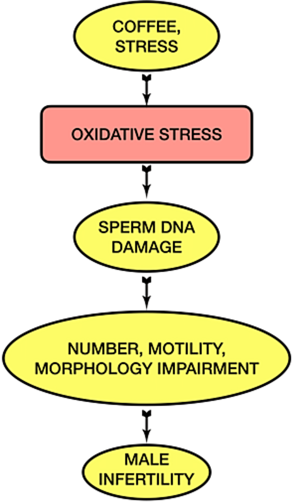 Cureus Effect of Stress and Caffeine on Male Infertility Article