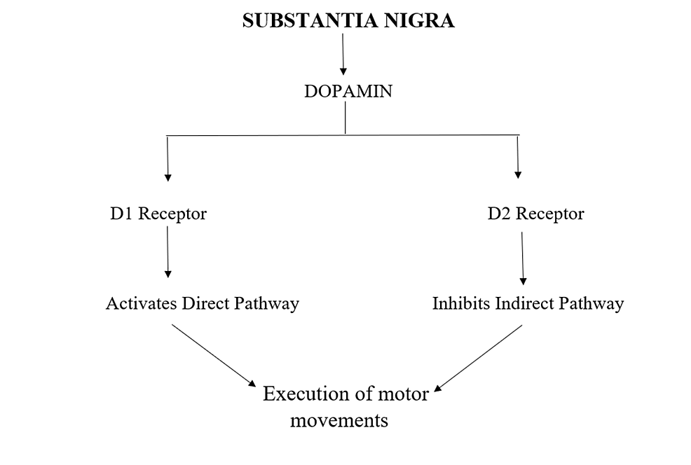 Mechanism-of-action-of-dopamine