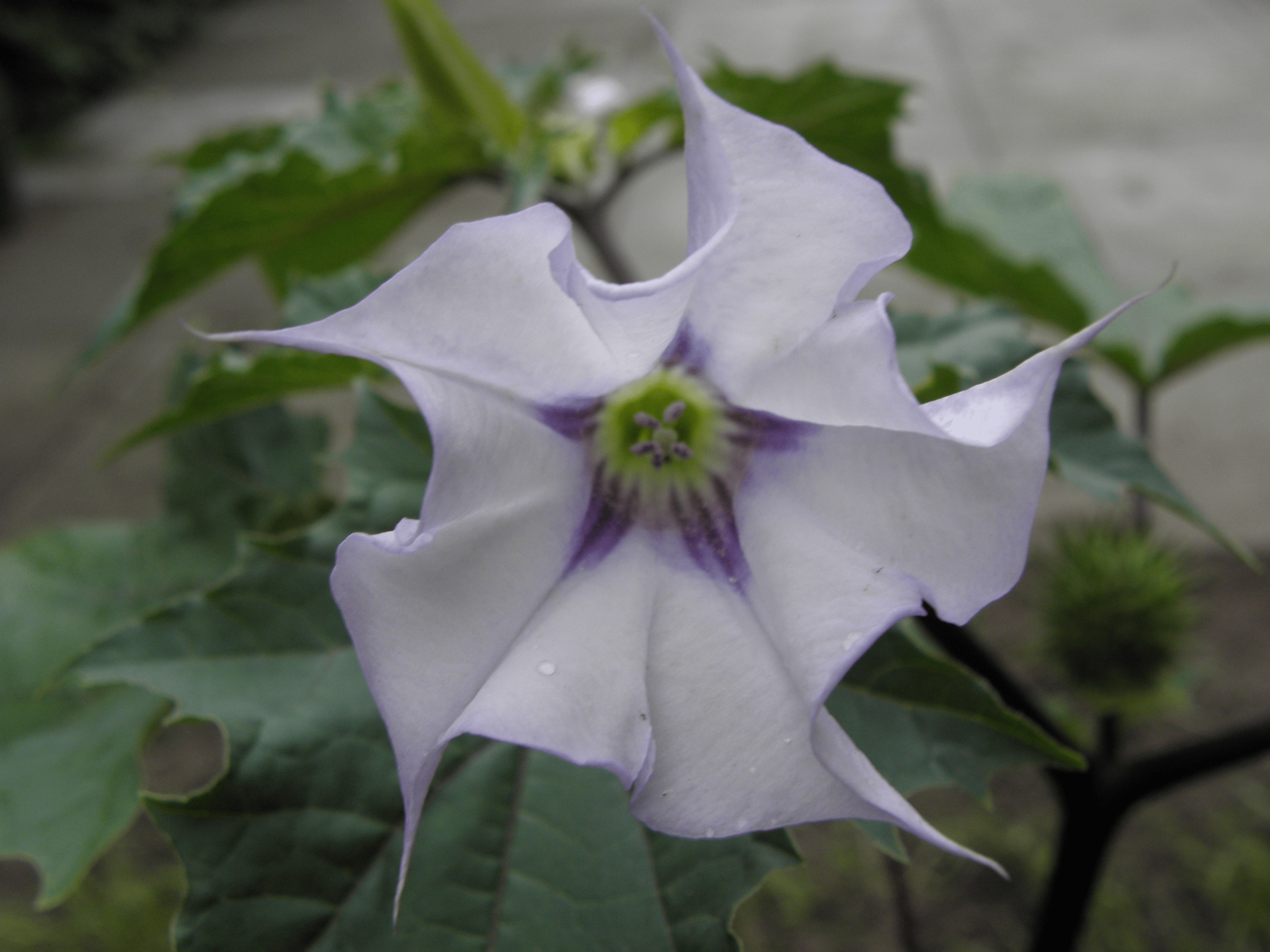 Cureus Datura Poisoning In Trinidad A Case Report