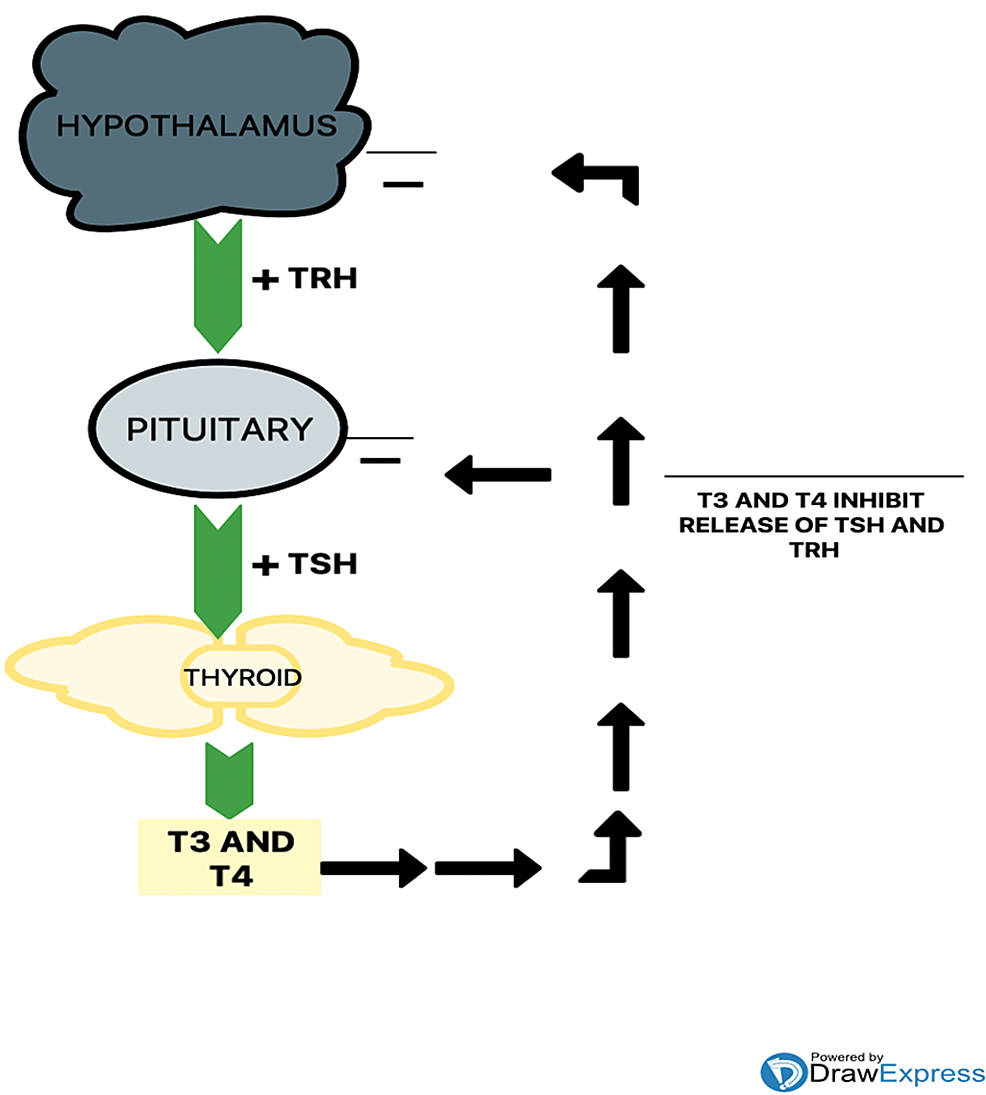 Hypothyroidism And Depression: A Narrative Review 