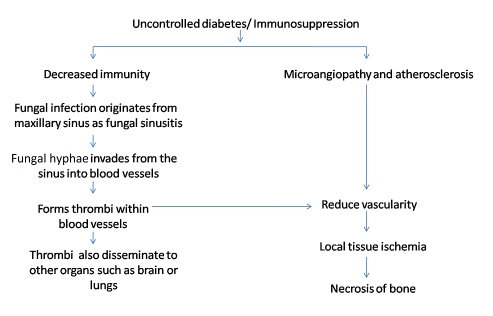 Pathogenesis-of-mucormycosis.