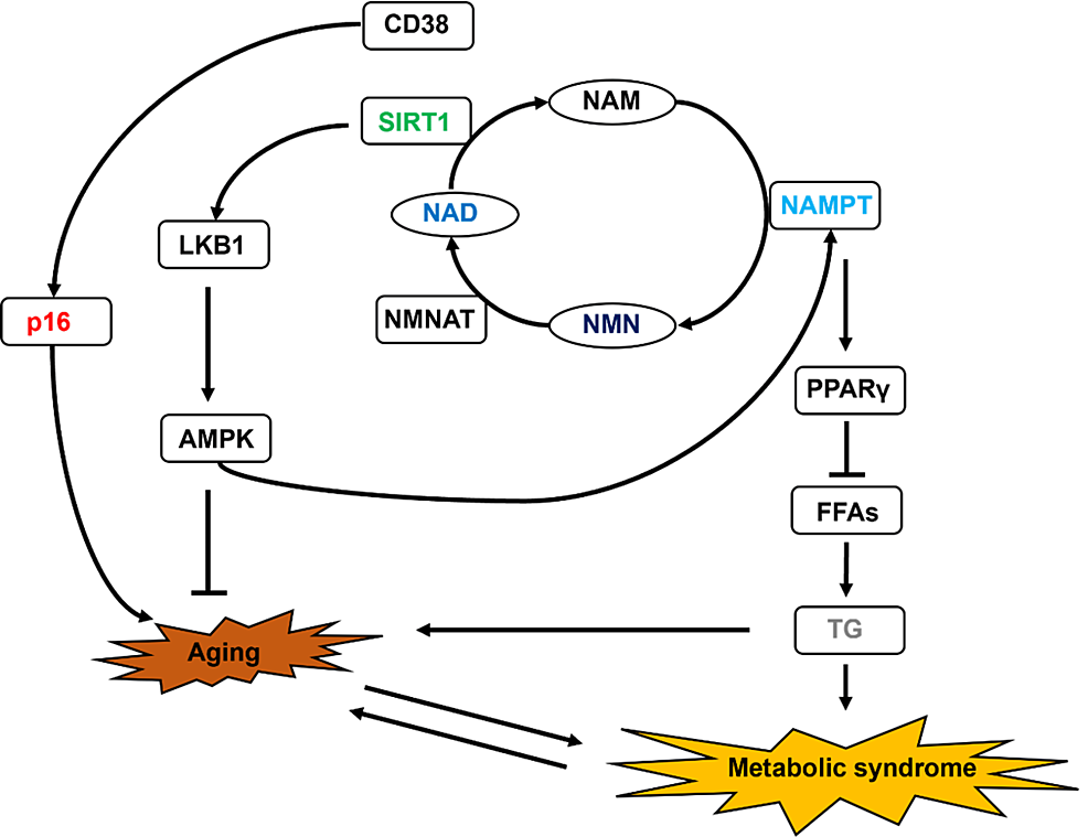 -Schematic-showing-the-mechanism-of-NMN-metabolism.-