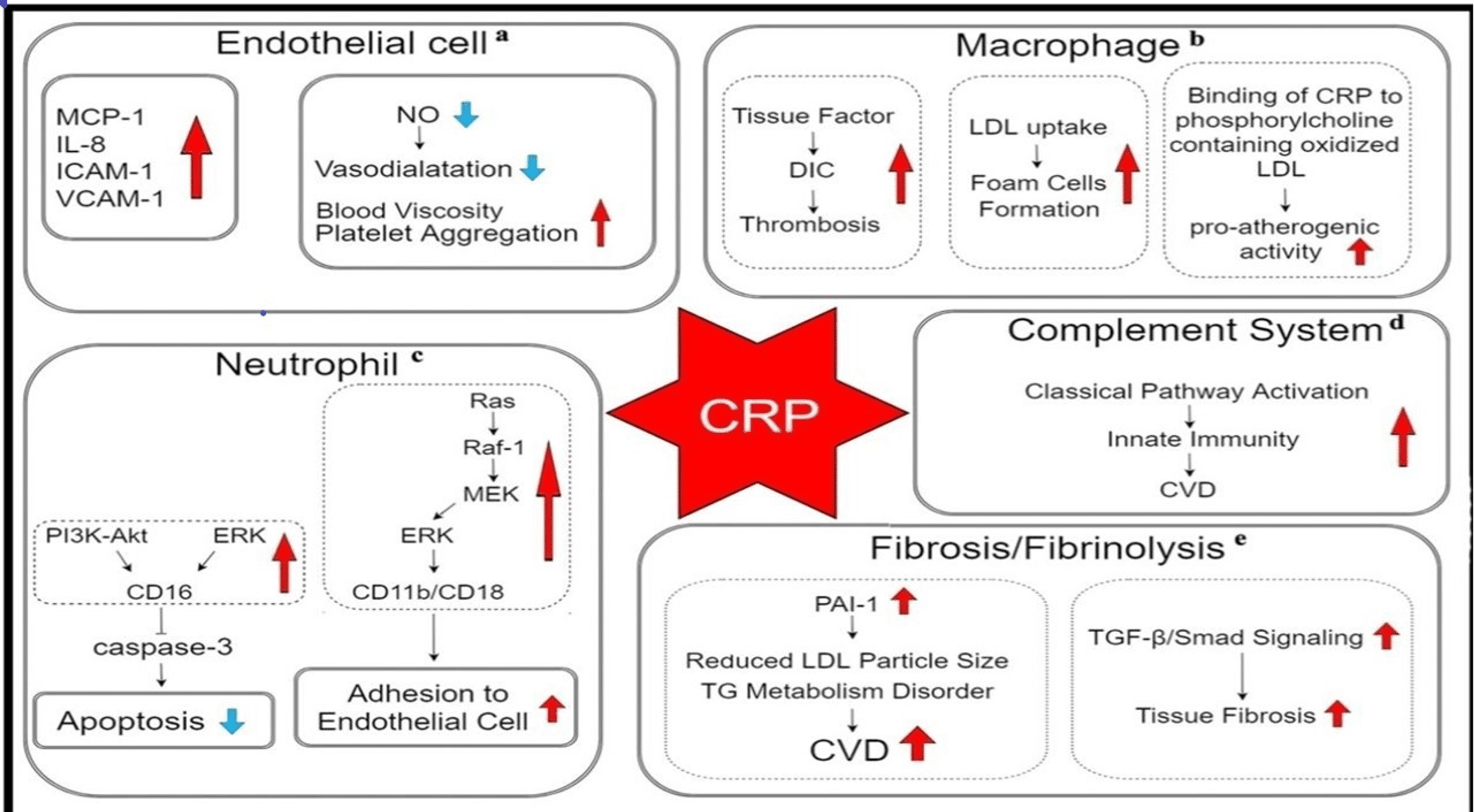 Cureus Role Of High Sensitivity C Reactive Protein Hs Crp In Non Communicable Diseases A Review 5048