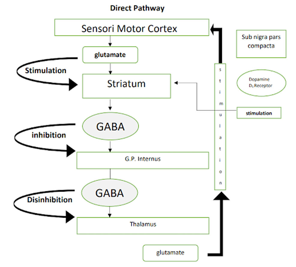 -Pathways-involved-in-Parkinson’s-disease:-direct-pathway