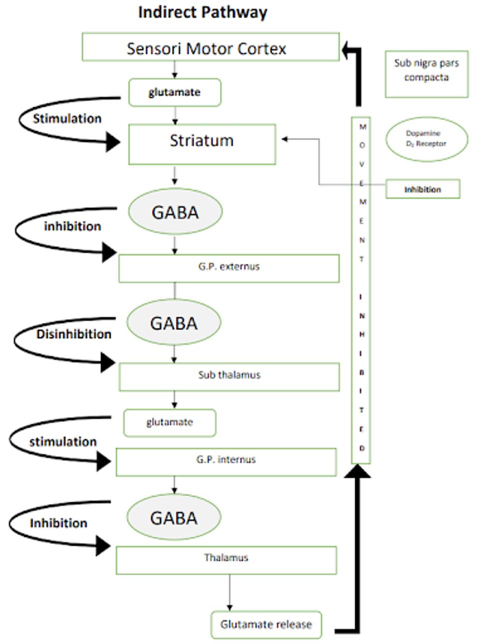 -Pathways-involved-in-Parkinson’s-disease:-indirect-pathway