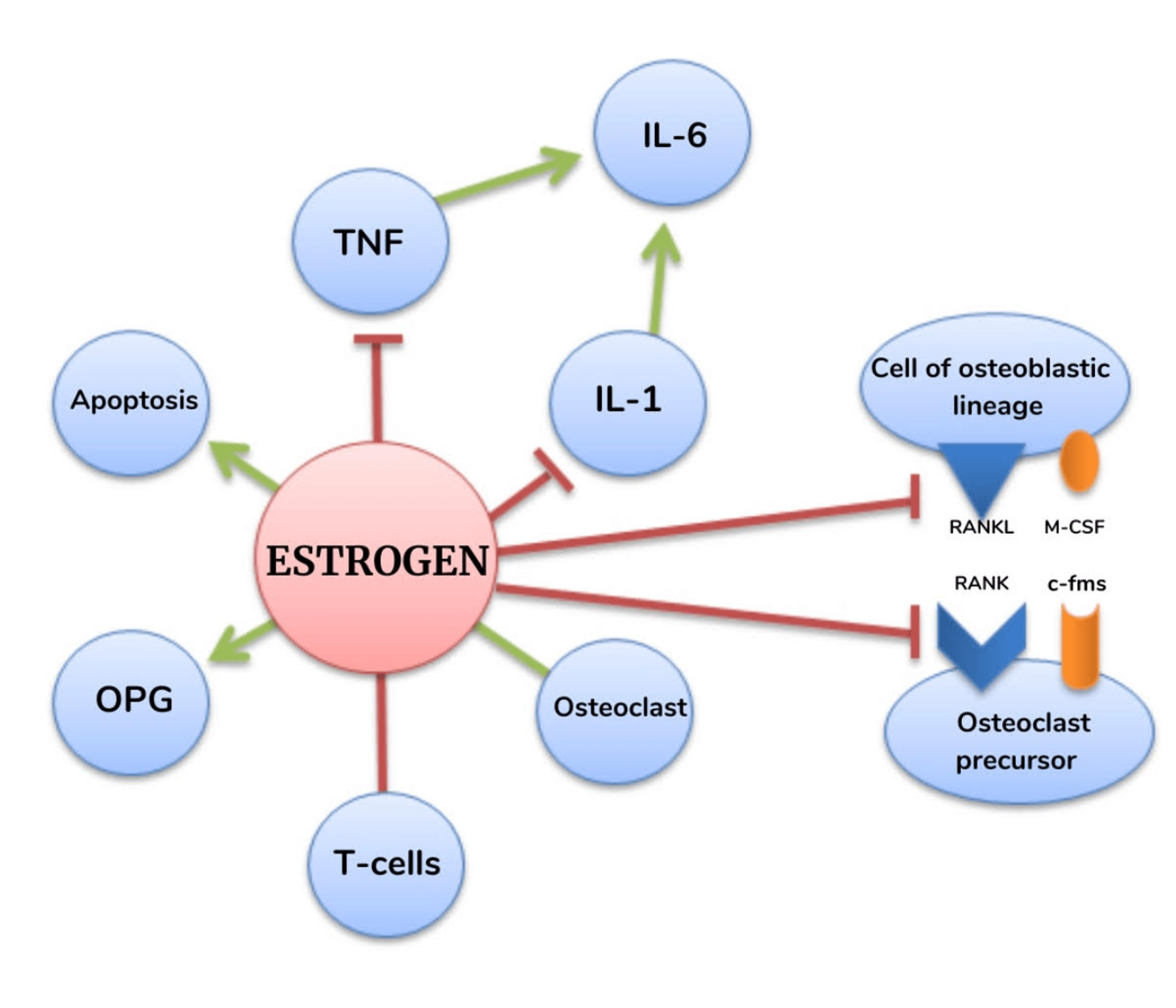 Cureus | Postmenopausal Osteoporosis: A Literature Review