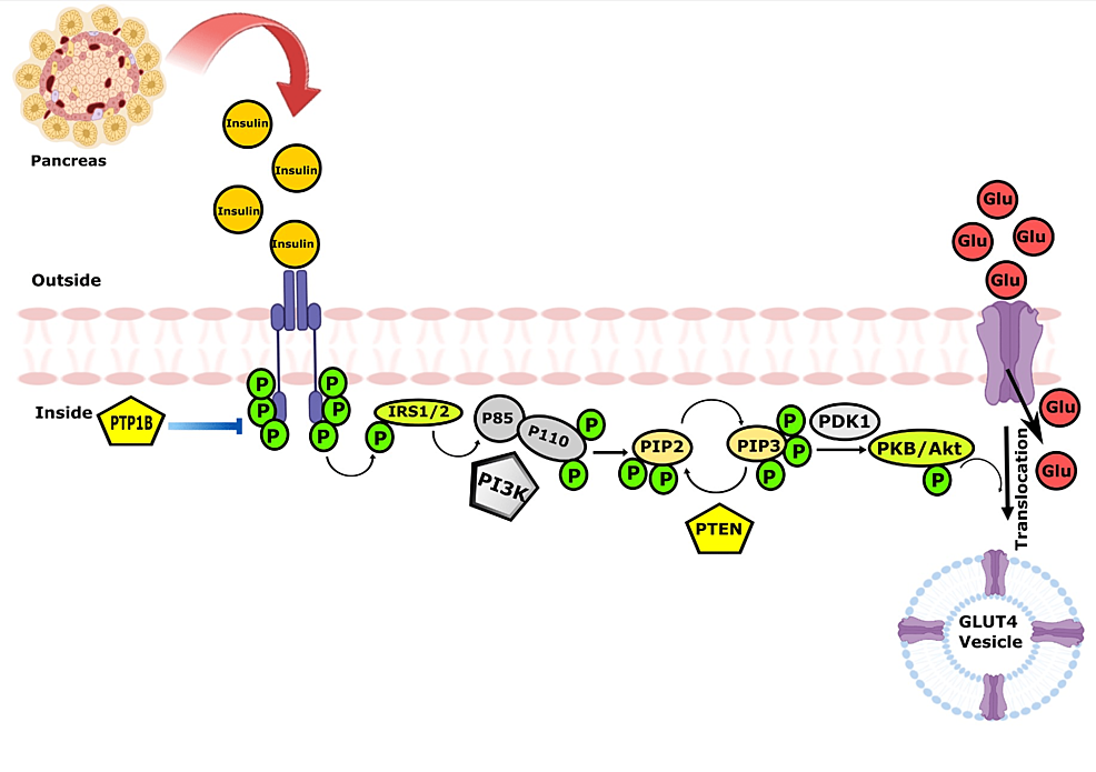 Insulin-signaling-pathway-in-podocytes.