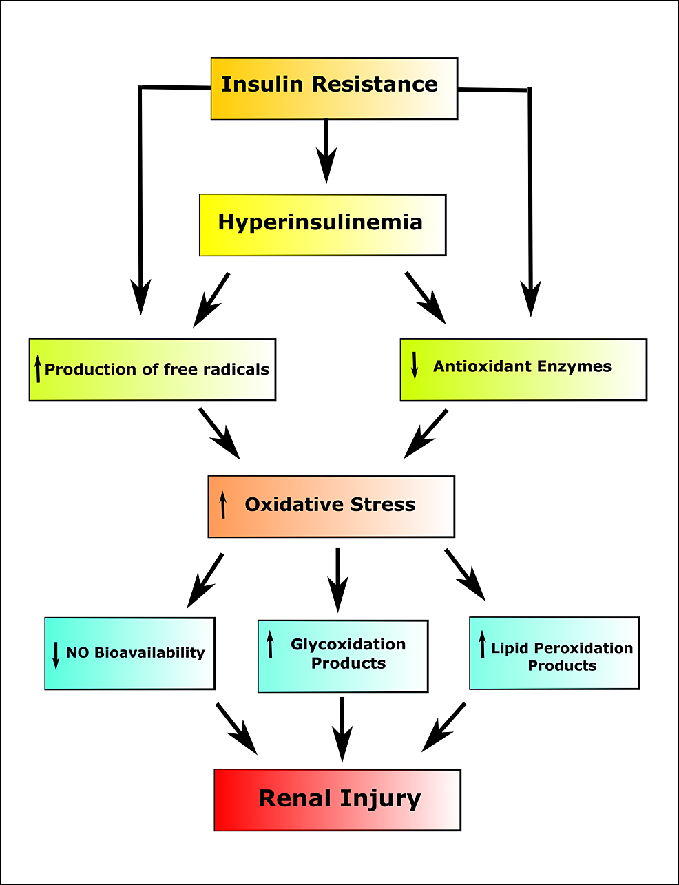 Process-of-the-generation-of-renal-injury-in-insulin-resistance.
