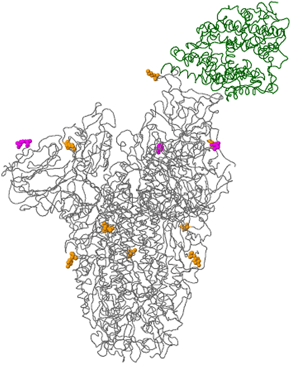 Representative-3D-modelling-of-the-Spike-glycoprotein-in-interaction-of-human-angiotensin-converting-enzyme-2-(ACE-2)-receptor-showing-key-amino-acid-substitutions-in-breakthrough-case-number-EPI_ISL_2373554.
