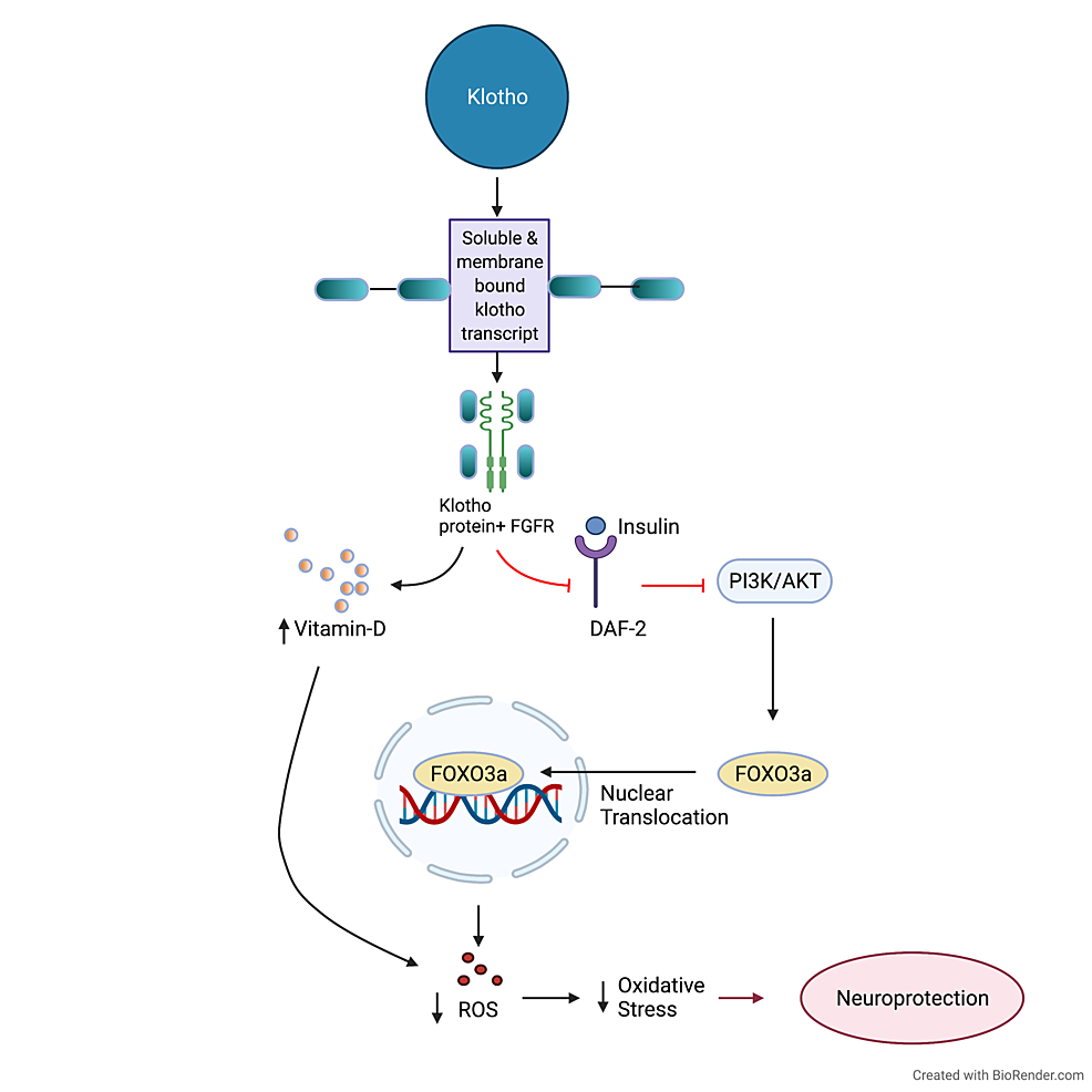 Cureus | Neuroprotective Role of Klotho on Dementia | Article