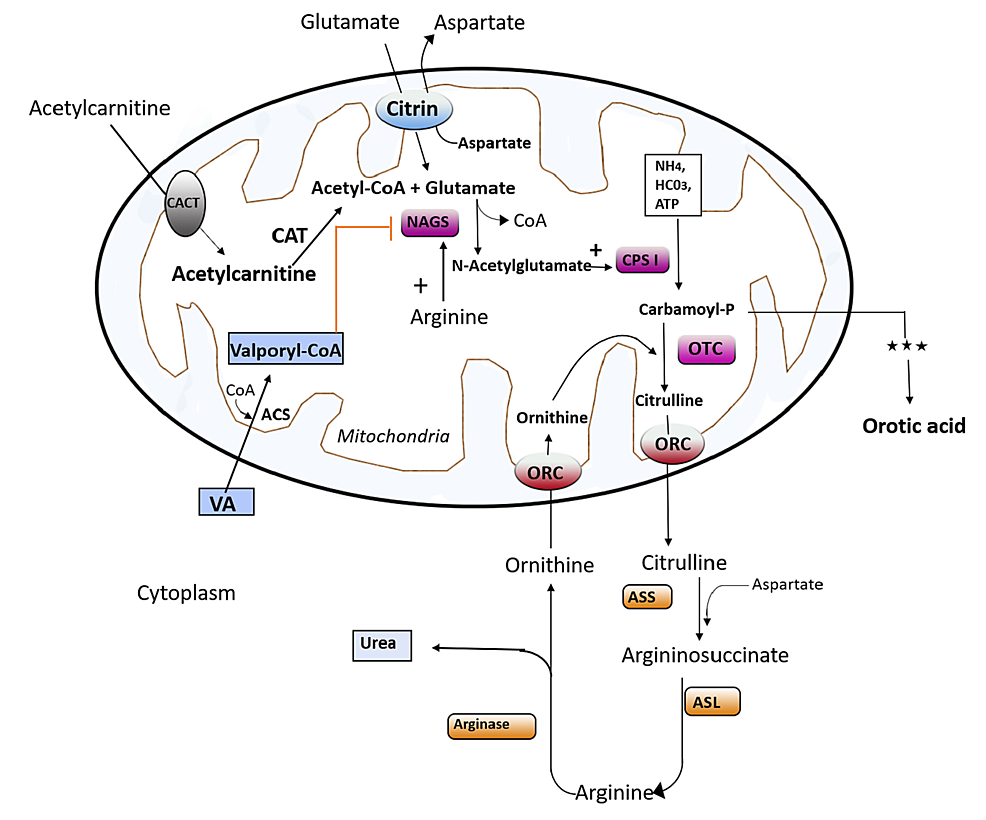 acetyl-l-carnitine bipolar reddit The neuropsychopharmacology of acetyl-L-carnitine (LAC): basic,  translational and therapeutic implications | Discover Mental Health